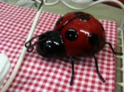 Ladybird Trio